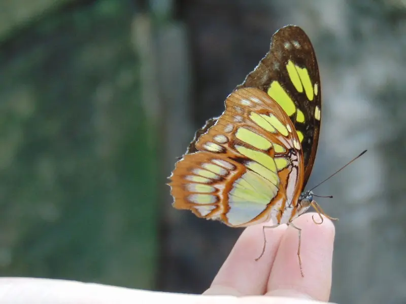 Día Internacional de la Diversidad Biológica 2026: Urge proteger la biodiversidad