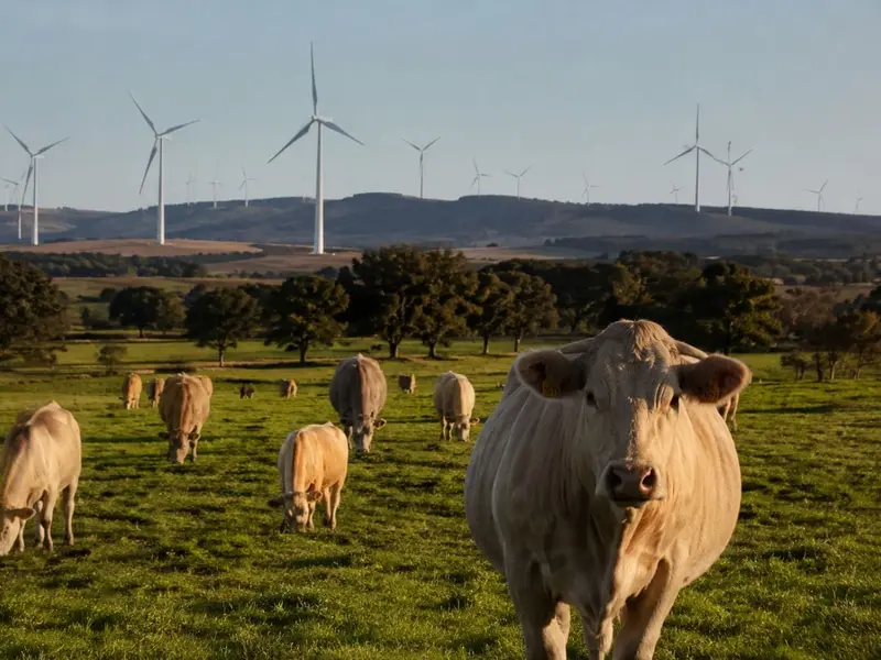Nueva herramienta ayuda a ganaderos españoles a medir su huella de carbono
