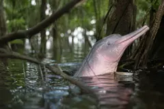El delfín rosado del Amazonas se adapta a las selvas inundadas con un biosonar avanzado