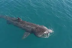 Avistamiento de tiburón peregrino genera alerta en la costa catalana