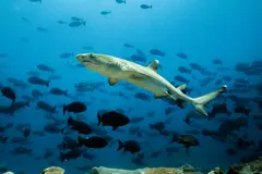 Papúa Nueva Guinea propone proteger 200.000 km² de su océano prohibiendo la pesca