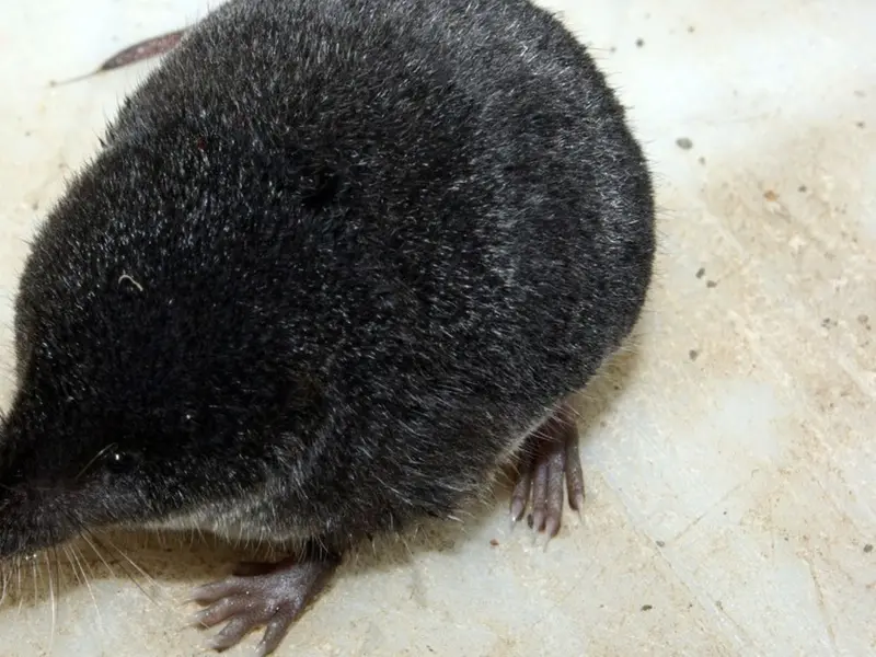 Redescubrimiento del musgaño de Cabrera en Huelva refuerza la biodiversidad local