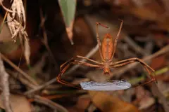 Descubren araña que teje seda con propiedades únicas, inspirando nuevos materiales