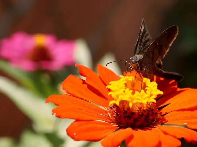 Proyecto en Barcelona busca restaurar insectos polinizadores en antigua cantera