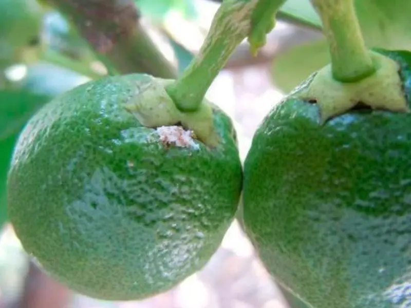 Nuevo avance biotecnológico para combatir el cotonet de Sudáfrica en cítricos