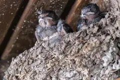 La destrucción de nidos de aves pone en riesgo la biodiversidad urbana en España