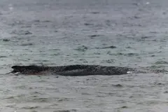 Alemania intenta salvar a Timmy, la ballena varada en el Báltico desde hace semanas