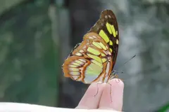Día Internacional de la Diversidad Biológica 2026: Urge proteger la biodiversidad