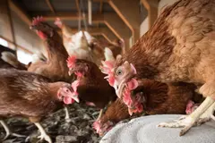 Protestas en Turmiel por la aprobación de una macrogranja de gallinas en zona protegida