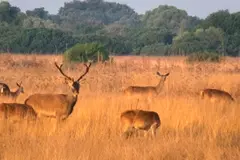 Declive del piruétano en Doñana a pesar de su protección ambiental