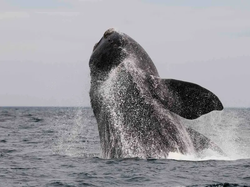 Un avistamiento histórico: ballena de 18 metros en Barcelona