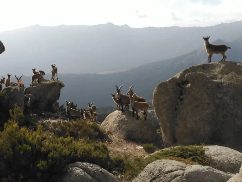 La cabra montés en la Sierra de Guadarrama: un éxito que se convierte en problema ambiental