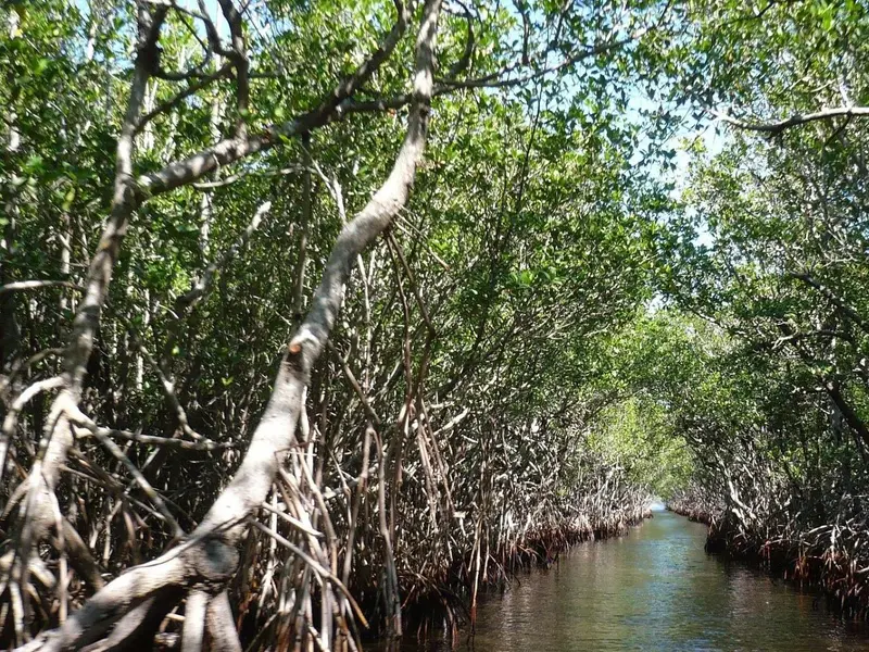 Iniciativa para restaurar manglares en el Caribe frente al cambio climático