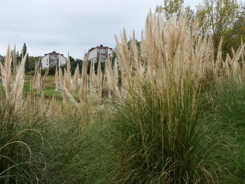 El estrilda común y el plumero argentino aumentan la invasión en la Península Ibérica