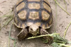 Reintroducción de tortugas en el Sáhara: un enfoque más complicado de lo que parece