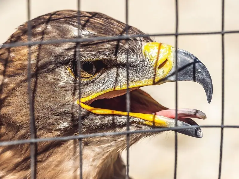 España urgente en la transposición de la ley penal ambiental europea para proteger la biodiversidad