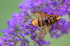 La mosca Volucella zonaria, un polinizador inofensivo con disfraz