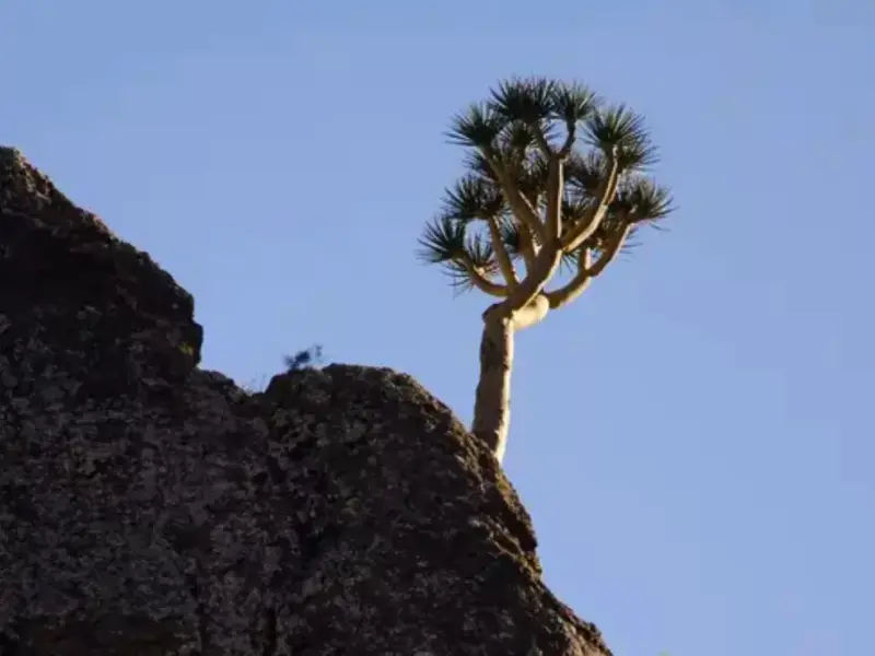 Gran Canaria lanza un plan para salvar al drago, especie en peligro de extinción