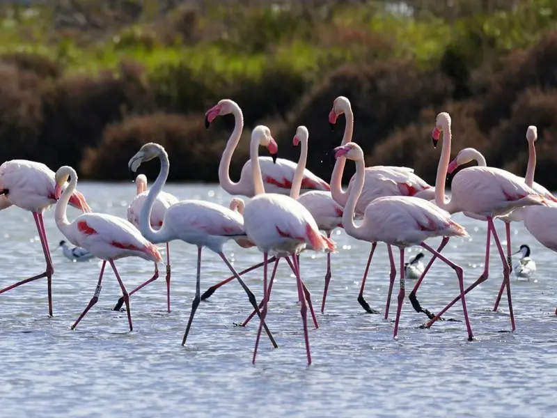 Alarma por el posible debilitamiento de las Directivas de Aves y Hábitats en Europa