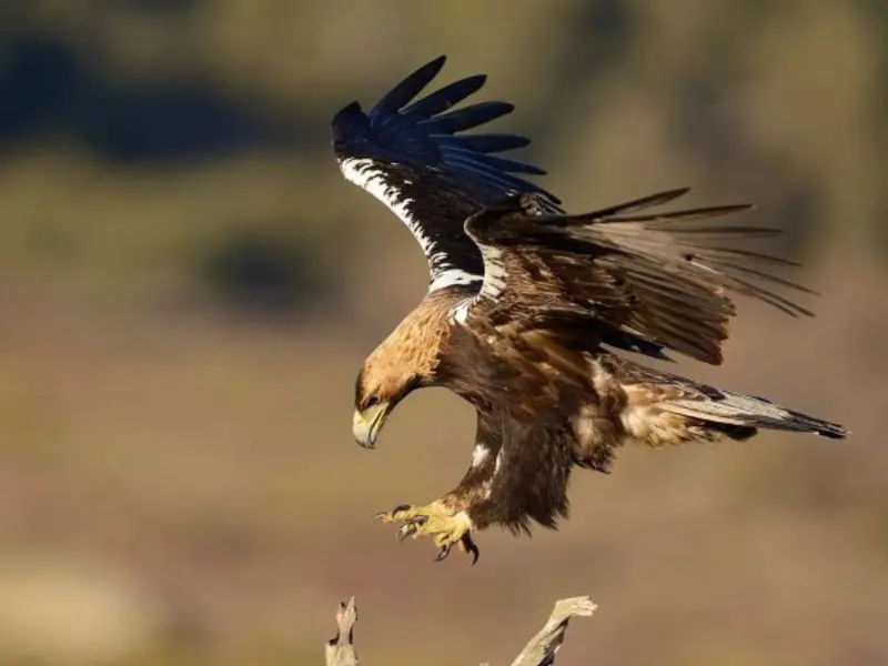 Aparece un águila imperial ibérica en Portugal, en peligro crítico de extinción