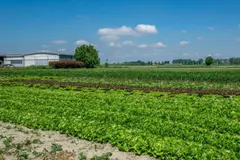 Avances en fermentación de residuos agrícolas: biocombustibles y materiales sostenibles