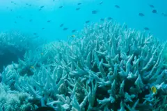 El colapso milenario de corales en Galápagos alerta sobre futuros riesgos oceánicos