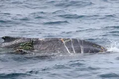 Búsqueda de ballena jorobada en Victoria revela riesgos por enredos marinos