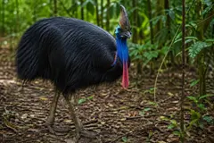 El casuario, ave crucial para los bosques tropicales, enfrenta amenazas humanas