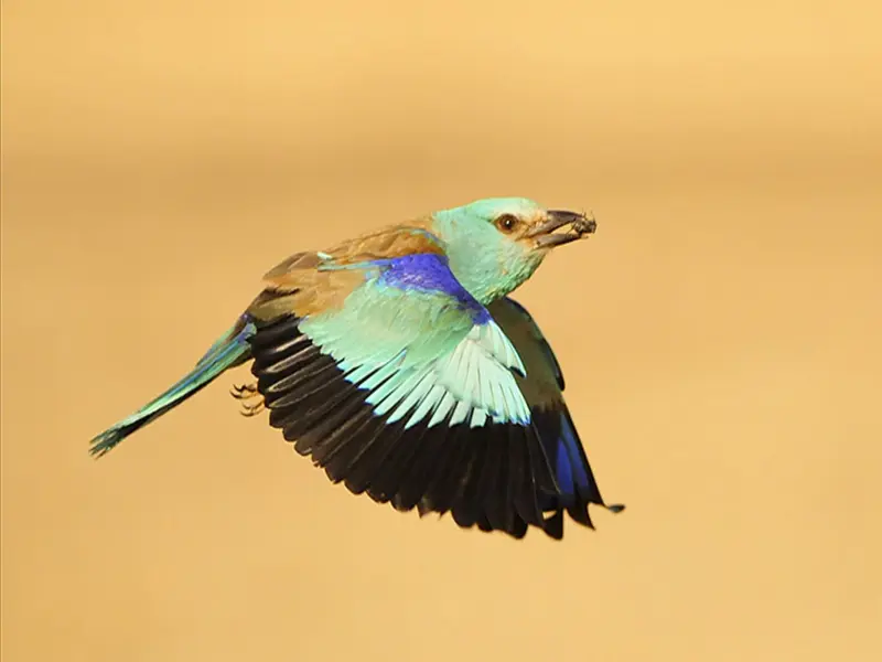 La carraca europea en peligro: rastreo GPS de 40 aves en España