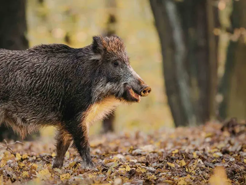 Estudio revela el impacto de los jabalíes en el suelo de un bosque protegido en Chequia
