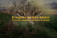 Nuevo documental destaca el papel de cazadores en la recuperación del lince ibérico