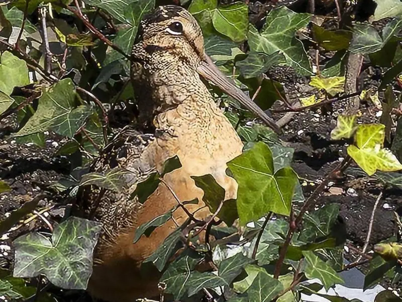 La viralidad de la becada americana transforma el turismo en Manhattan