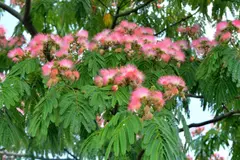 La Albizia julibrissin: un árbol fascinante pero con precauciones ambientales
