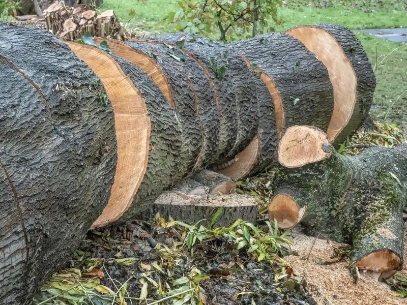 Controversia por Acuerdo UE-Mercosur: Riesgos de Deforestación y Plaguicidas