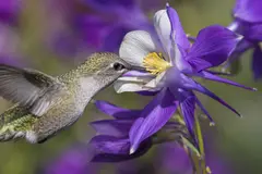 Investigación revela que néctar de flores contiene alcohol natural que afecta a polinizadores