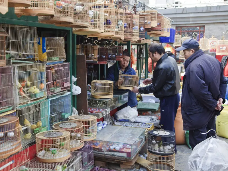 El comercio de especies salvajes incrementa el riesgo de pandemias, según un nuevo estudio