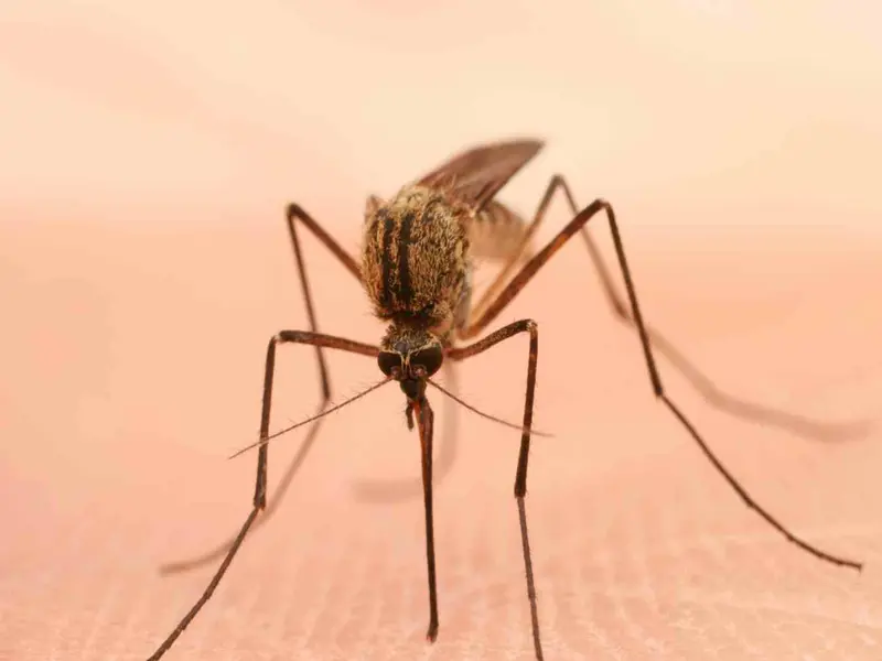 España enfrenta la llegada de mosquitos: prevención ecológica y soluciones caseras