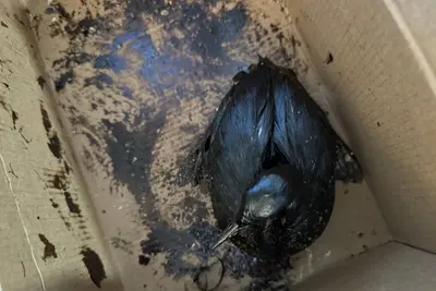 Más de 200 aves contaminadas por petróleo rescatadas en la costa rusa del Mar Negro