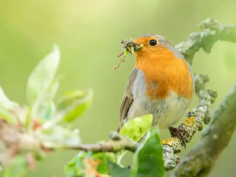 Expertos alertan sobre el riesgo de alimentar pájaros en verano para evitar su extinción