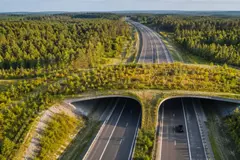 Las carreteras amenazan la fauna: una lección de ecología sobre jabalíes y otros animales