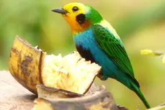 Estudio muestra que aves en Perú cambian su calendario reproductivo por lluvias