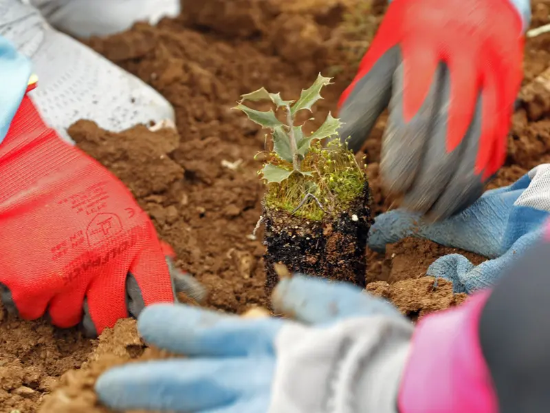 Life Terra ha plantado más de 36 millones de árboles en Europa en cinco años