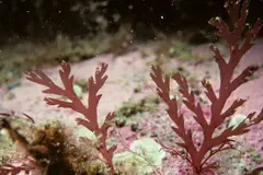 Suecia cultiva macroalgas para transformar residuos oceánicos en materias primas industriales