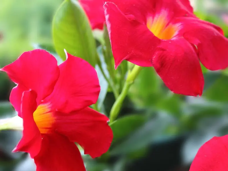 Dipladenia: la nueva favorita para balcones resistentes al calor