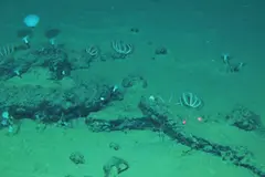 Descubren el mayor cementerio de ballenas en el océano Índico con restos antiguos
