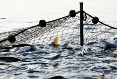 El Día Mundial de los Océanos 2026 destaca la sobrepesca y el cambio climático como amenazas cruciales