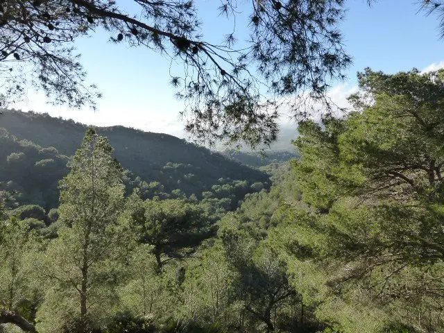 El papel de los medios en la percepción de la gestión forestal sostenible