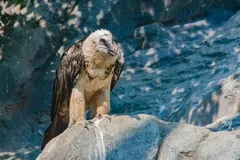 Electrocución de quebrantahuesos en Picos de Europa resalta peligro de tendidos eléctricos