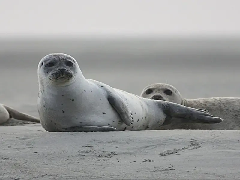 Cerca de cien focas muertas en el mar Caspio: investigan causas de la mortandad
