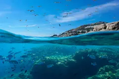 El Tratado de Alta Mar en el Mediterráneo marca un nuevo capítulo en su conservación